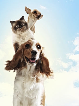 Nombres para perros originales con la X