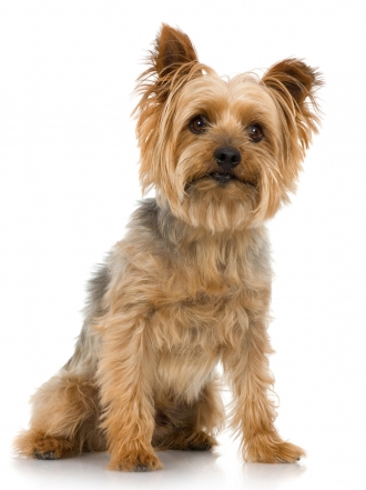 Ideas de nombres para perritos y perritas con la Z