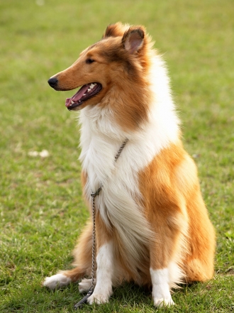 10 nombres perfectos para perros grandes