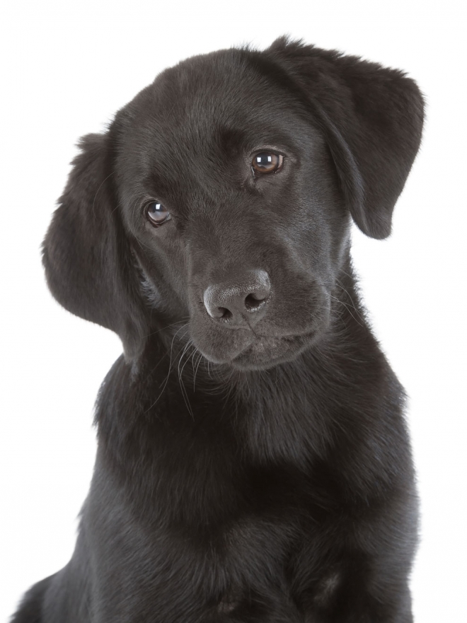 El nombre que tu perro Labrador necesita