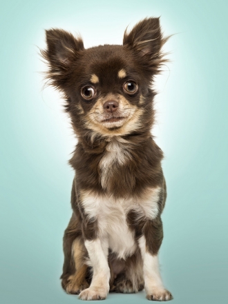 Los nombres más divertidos para un perro Chihuahua