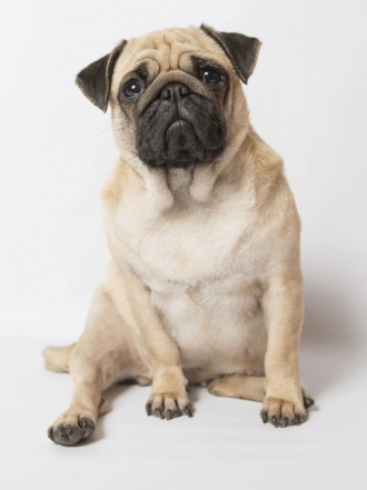 Nombres de famosos... y de perros: tu mascota convertida en celebrity