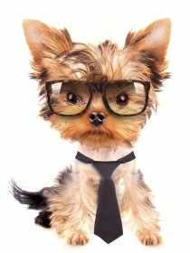Los nombres para perros más divertidos