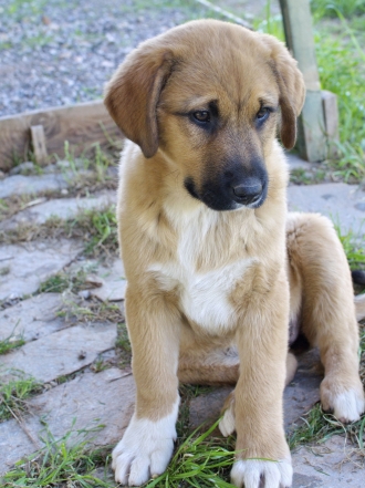 Los 9 mejores nombres para cachorros