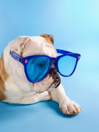 8 perros de película: elige el mejor nombre para tu cachorro