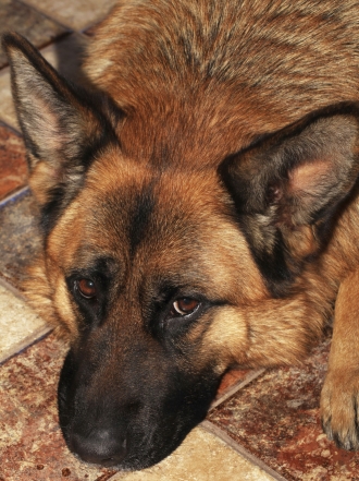 8 nombres de perros históricos para poner a tu cachorro