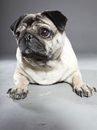 Los nombres que tu perro pug o carlino necesita