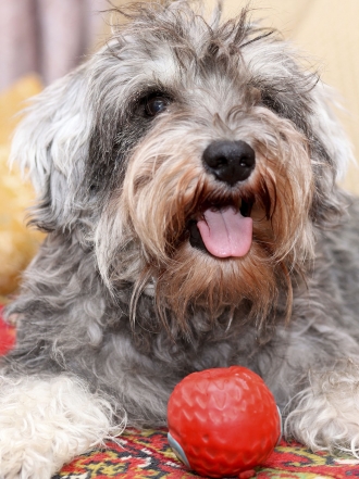 Los nombres que buscas para tu perro schnauzer