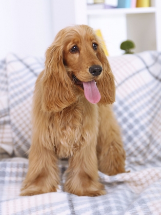 9 nombres perfectos para tu perro cocker