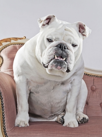 Elige el mejor nombre para tu perro bulldog