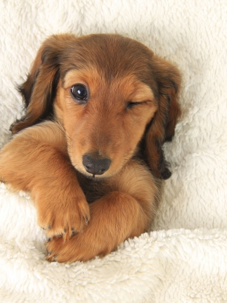 Nombres para perros graciosos y divertidos