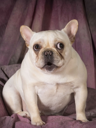 9 nombres para tu bulldog francés