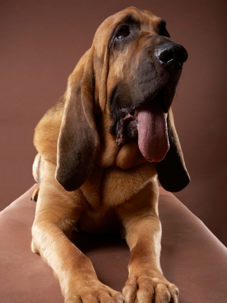 Nombres de perros: el nombre que buscas para tu sabueso