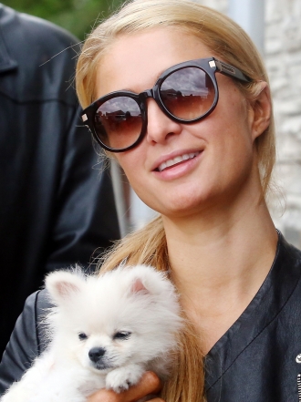 Los mejores nombres para perros blancos