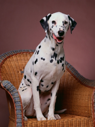 El nombre que necesitas para tu perro dálmata