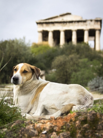 11 nombres griegos para perros y perras