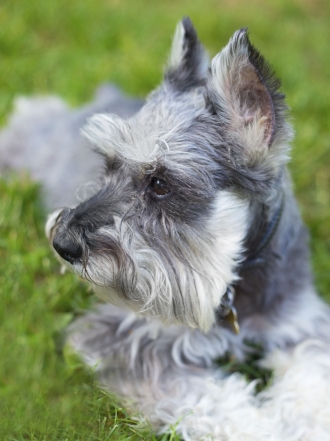 Los mejores nombres alemanes para tu perro
