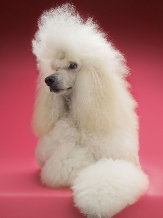 El nombre que tu caniche necesita