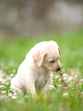 Nombres para perros según su raza