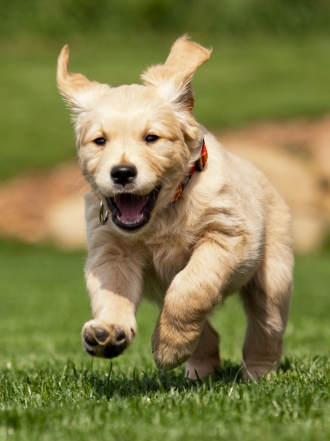 Las fotos de perros más divertidas
