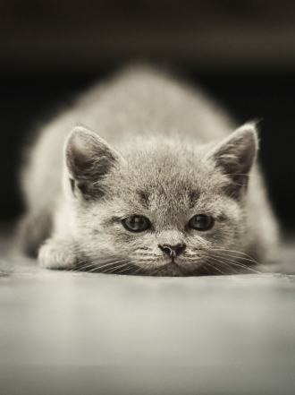 Las fotos de gatos más divertidas ¡miauuuuu!