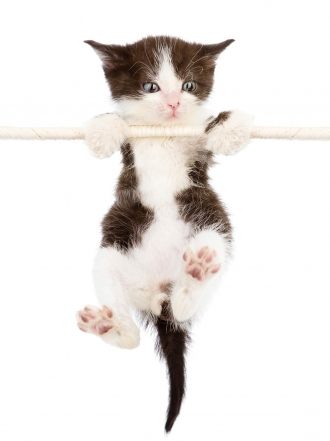 Los mejores gifs de gatos: las imágenes gatunas más divertidas