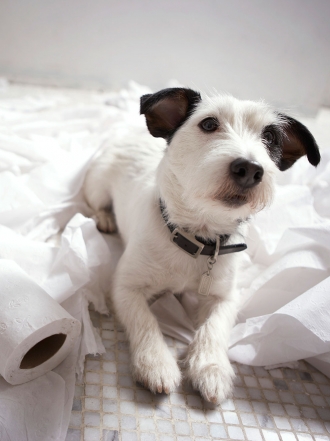 Los memes de perros más divertidos