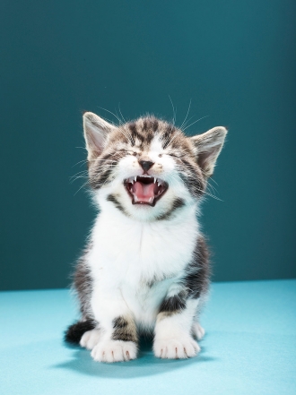 Memes de gatos para partirse de risa