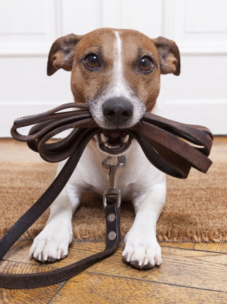 Los vídeos de perros más divertidos