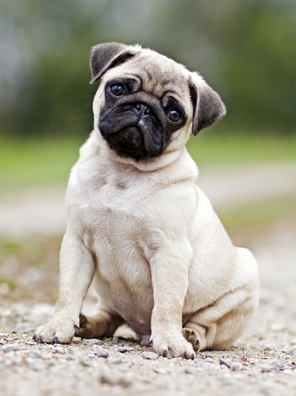 Los gifs de perros más divertidos: humor perruno