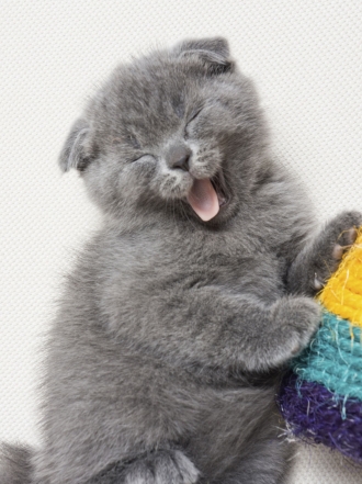 Los vídeos de gatos más divertidos