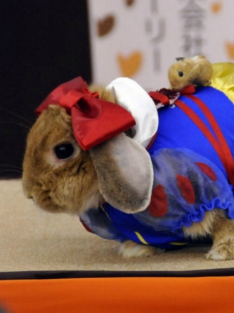 Halloween animal: fotos divertidas de mascotas disfrazadas