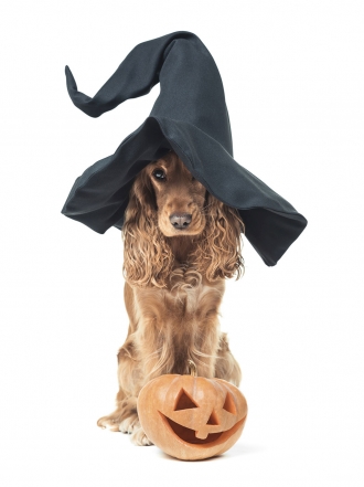 Así SÍ se celebra Halloween: gifs de perros dándolo todo