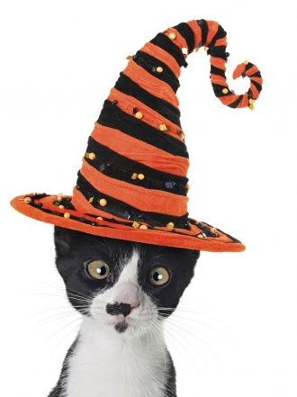 Cómo ven los gatos Halloween en 6 gifs