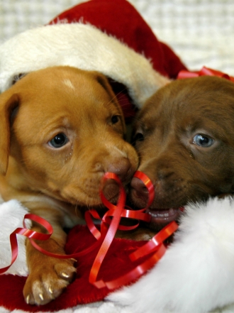 Navidad perruna en fotos, vídeos y gifs: los perros más navideños