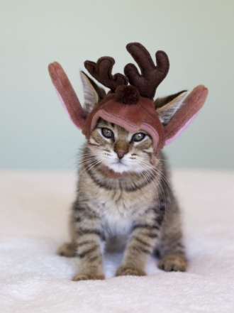 A Papa Noel también le gustan los gatos: Navidad gatuna