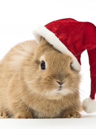 6 razones por las que las mascotas también tienen que celebrar Navidad