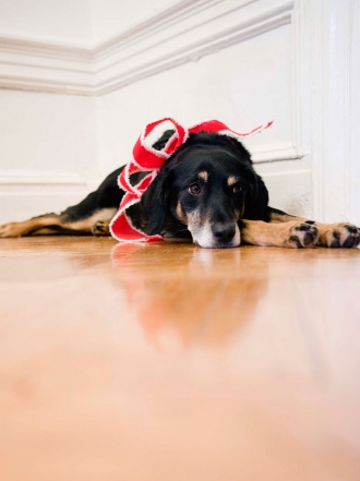 6 razones por las que perros y gatos odian la Navidad