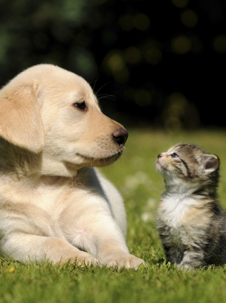 Como perros y gatos: porque en realidad no se llevan tan mal