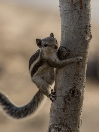 8 motivos por los que deberías cambiar a un perro por una ardilla