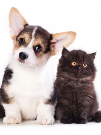 ¿Animales o humanos?