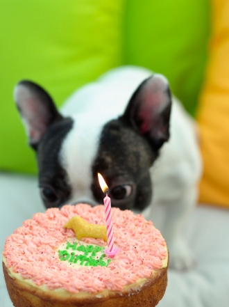 Tartas que te harán desear ser perro o gato: recetas para mascotas