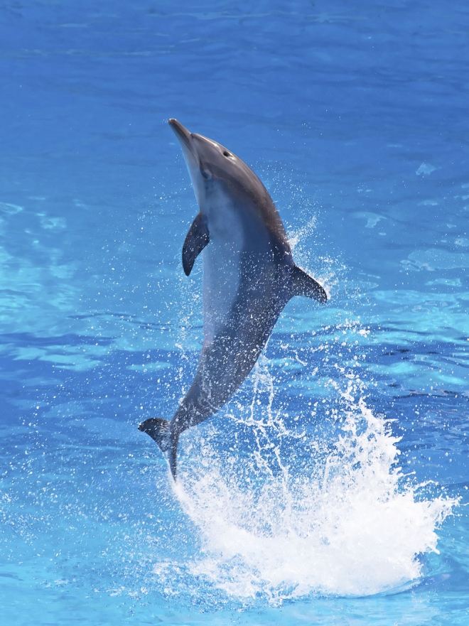 Significado de soñar con delfines: vas por el buen camino