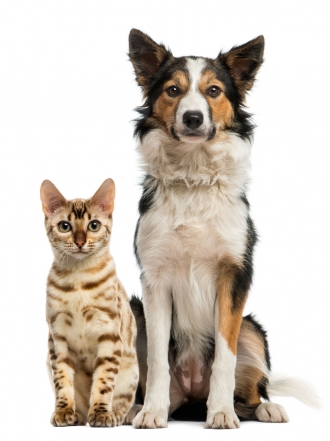 8 inventos geniales para mascotas por los que querrás un perro o gato