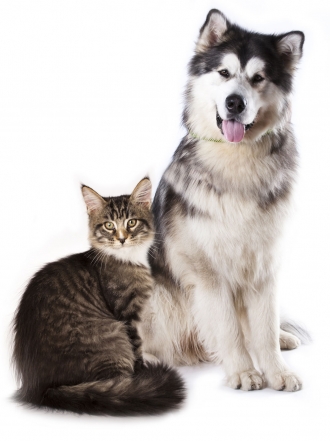 Remedios caseros para quitar los pelos de perros y gatos