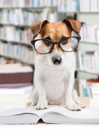 ¿Mascotas o humanos? Fotos y gifs divertidos de perros y gatos