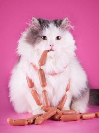 Imágenes de gatos gordos: el artículo definitivo para alegrarte un mal día