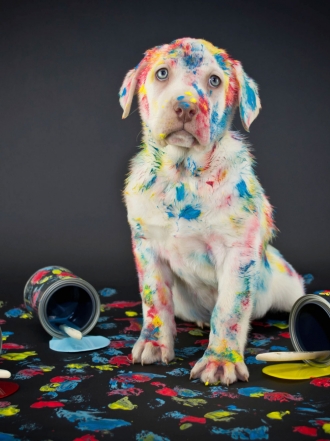 Perros y gatos en aprietos: las travesuras de las mascotas más divertidas