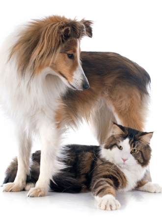 Perro vs gato: cómo reacciona tu mascota en fotos, gifs y vídeos