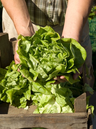 Soñar con lechugas: vida sana en tus sueños